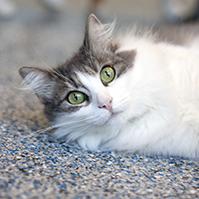 Grey and White Cat with green eyes laying on its side