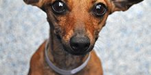 brown chihuahua
