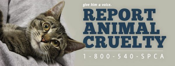 Report Animal Cruelty | spcaLA
