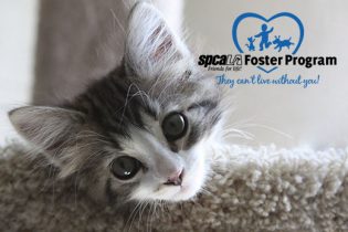 spcaLA Foster program logo in photo of tabby kitten hanging head over cat tree ledge