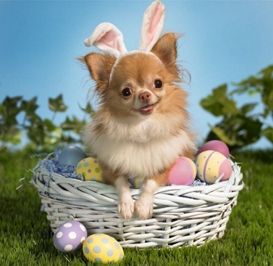 Tan Chihuahua dog wearing bunny ears sitting in easter basket with easter eggs