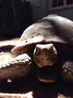 Turtle