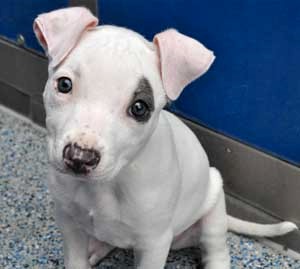 Puppy