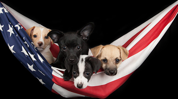 4 Puppies sitting in hammock made out of the US Flag