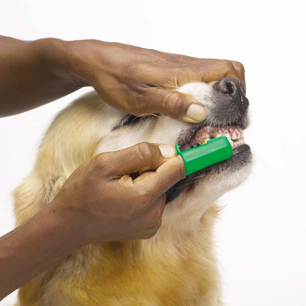 Person using green Prodental Finger Brush to brush golden retriever's teeth