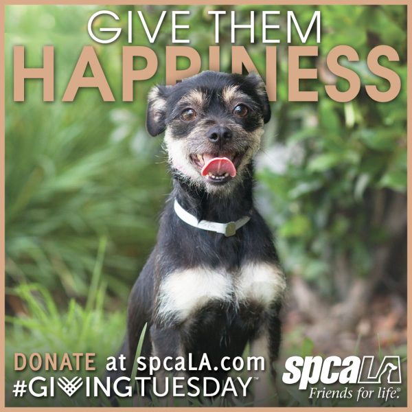 Small black and brown terrier in front of greenery with text 'Give Them Happiness. Donate at spcaLA.com #givingtuesday' and white spcaLA logo