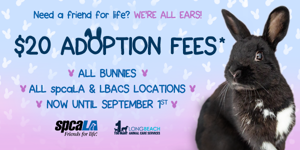 Need a friend for life? We're all ears! $20 Adoption Fees* all bunnies all spcaLA & LBACS locations now until September 1st. spcaLA logo and LBACS logo. Black rabbit sitting in front of blue and pink gradient background.