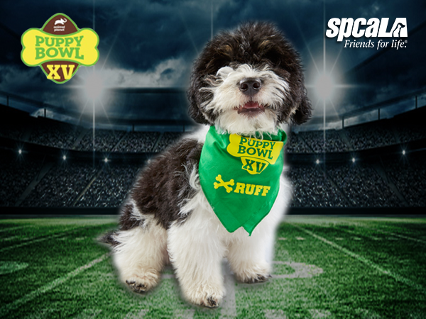 Black and white terrier puppy wearing a green Puppy Bowl bandanna standing on a football field.