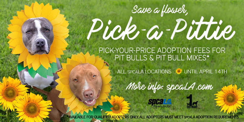 Text: PICK-YOUR-PRICE ADOPTION FEES FOR PIT BULLS & PIT Mixes. ALL SPCALA LOCATIONS UNTIL APRIL 14TH. Picture of 2 pit bull mixes outsie with sunflowers around them.