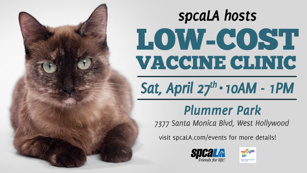 spcaLA hosts Low Cost Vaccine Clinic Sat, April 27 10am-1pm. Plummer Park. 7337 Santa Monica Blvd, West Hollywood. Visit spcaL.com/events for more details. spcaLA logo and West Hollywood city logo. Text next to Siamese cat laying down on white background