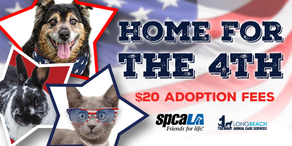 Home for the 4th $20 adoption fees text with spcaLA logo and LBACS logo. Shepherd mix dog, black and white rabbit, and grey kitten with sunglasses in star cutouts in front of American flag background.