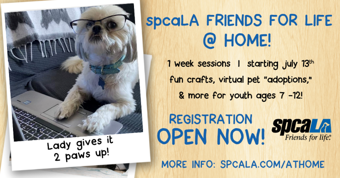 spcaLA Announces Launch of Friends for Life @ Home | spcaLA