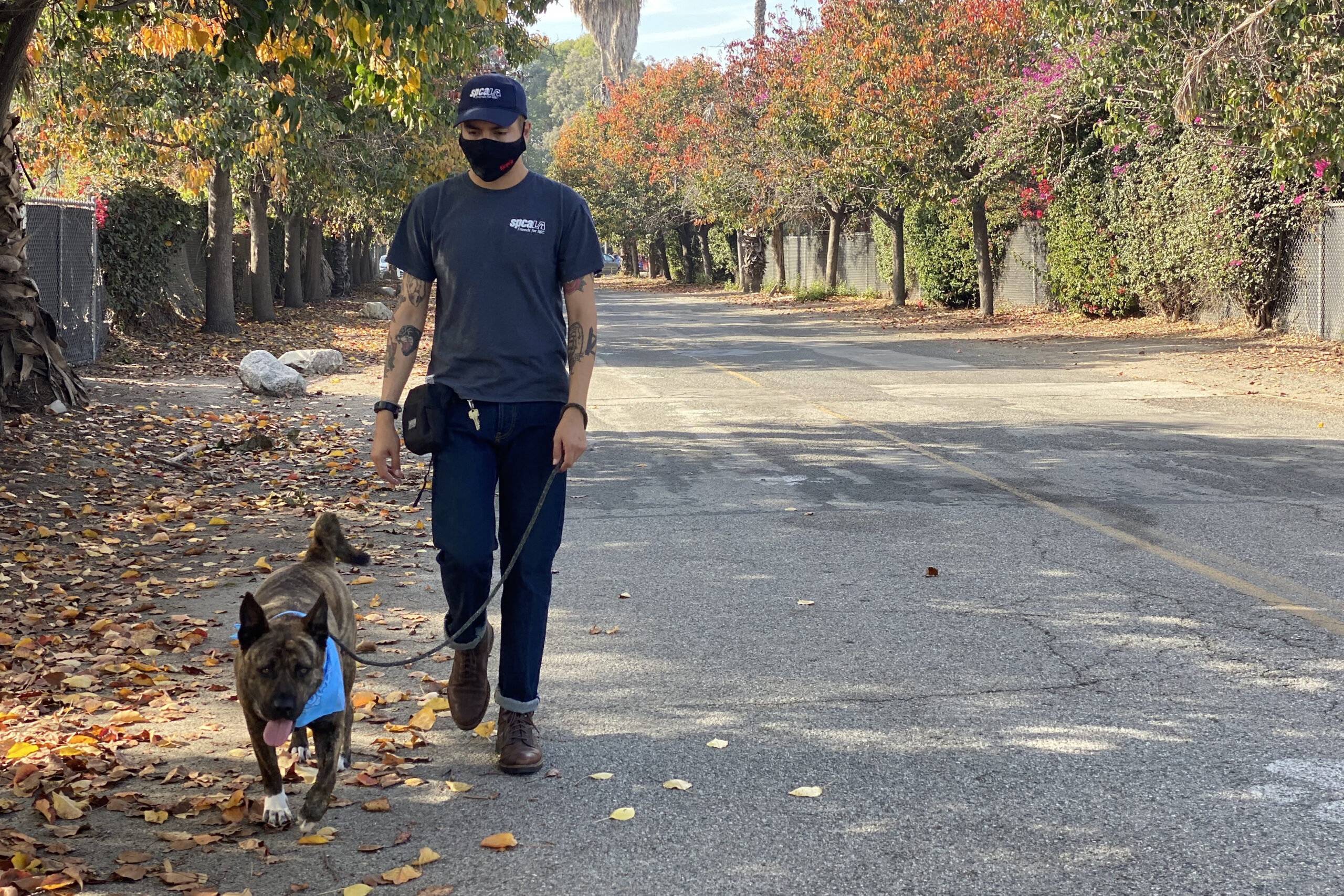 Dog walking on a leash