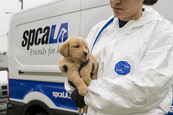 Golden Retriver puppy held by animal rescue team member in front of spcaLA van