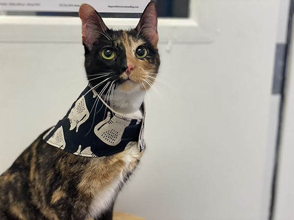 Calico cat with black and white bandana