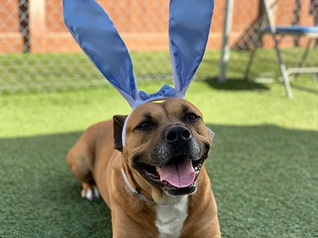 brown dog with white bunny ears