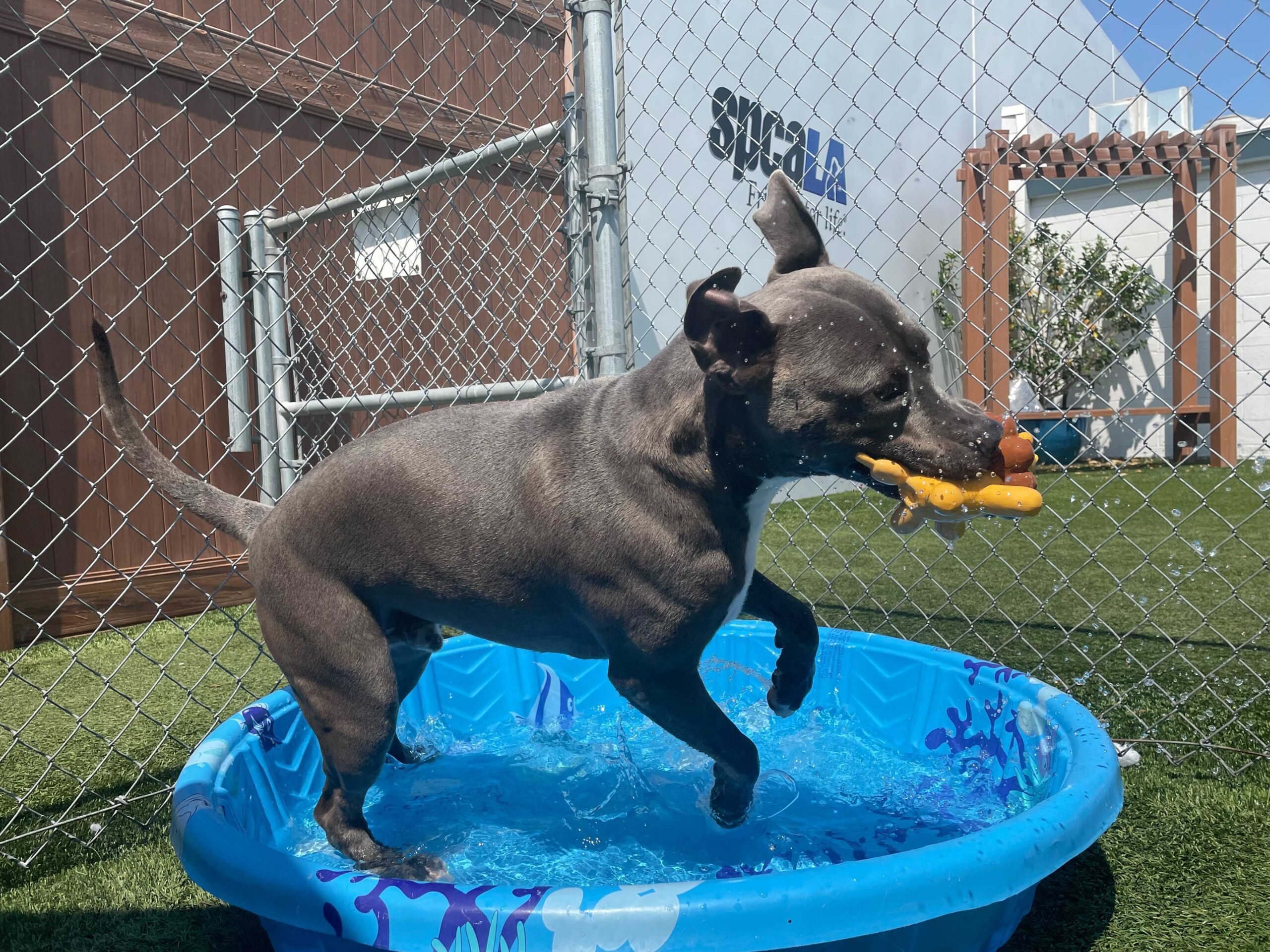 Grey Pitbull dog playing with yellow toy in blue kiddie pool