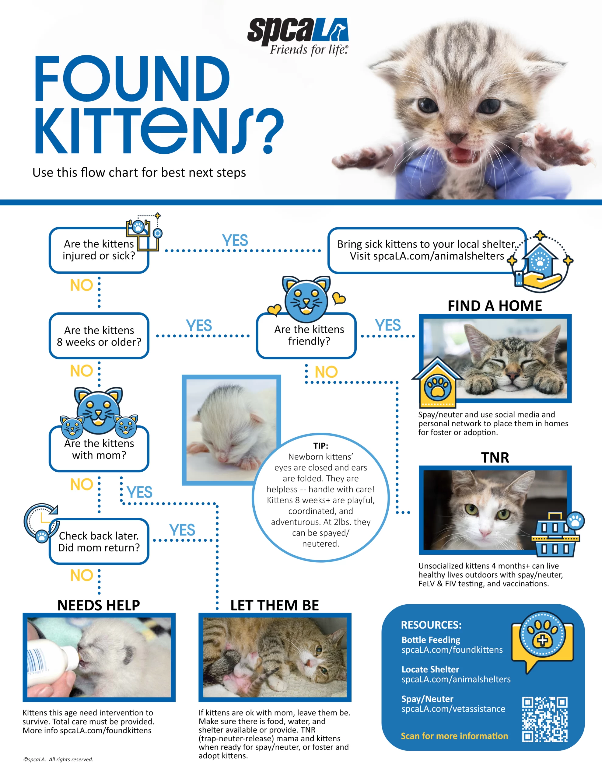 Flow chart showing young kittens