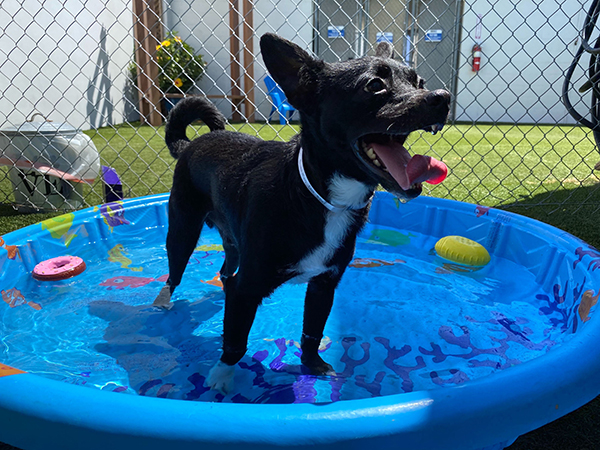 small black dog standing in blue kiddie pool
