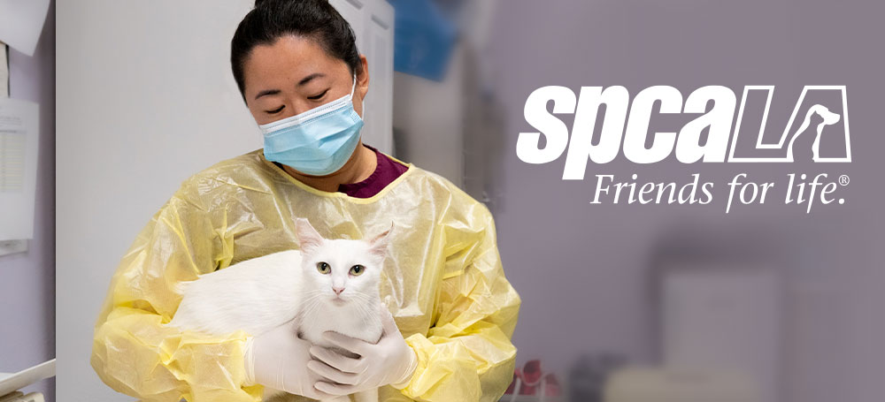 Now Recruiting: Lead Registered Veterinary Technician (RVT) | spcaLA