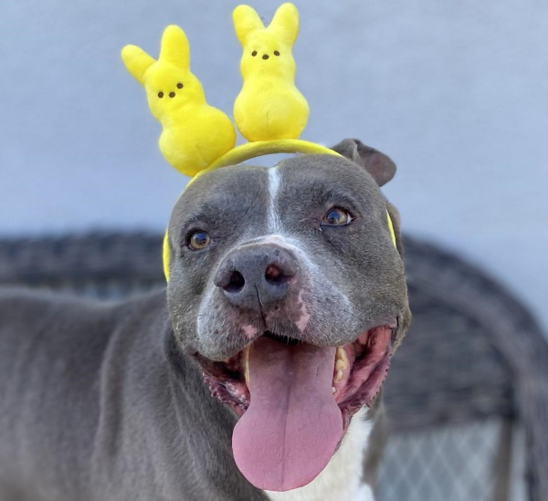 gray dog with yellow chick ears