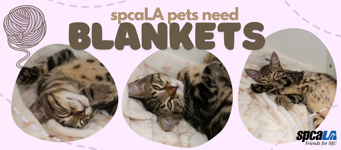 Blankets keep our pets cozy!