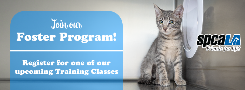 Foster Training Class – spcaLA South Bay