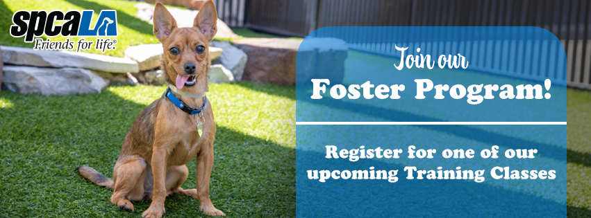 Foster Training Class