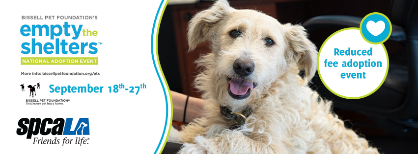 Adopt during Empty the Shelters!