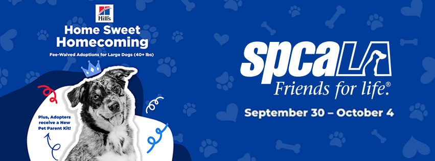 Fees waived for dogs 40lbs+